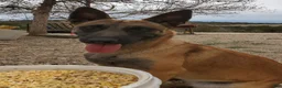 Mixed Breed dogs for sale: Mamas Boy - Ad 5