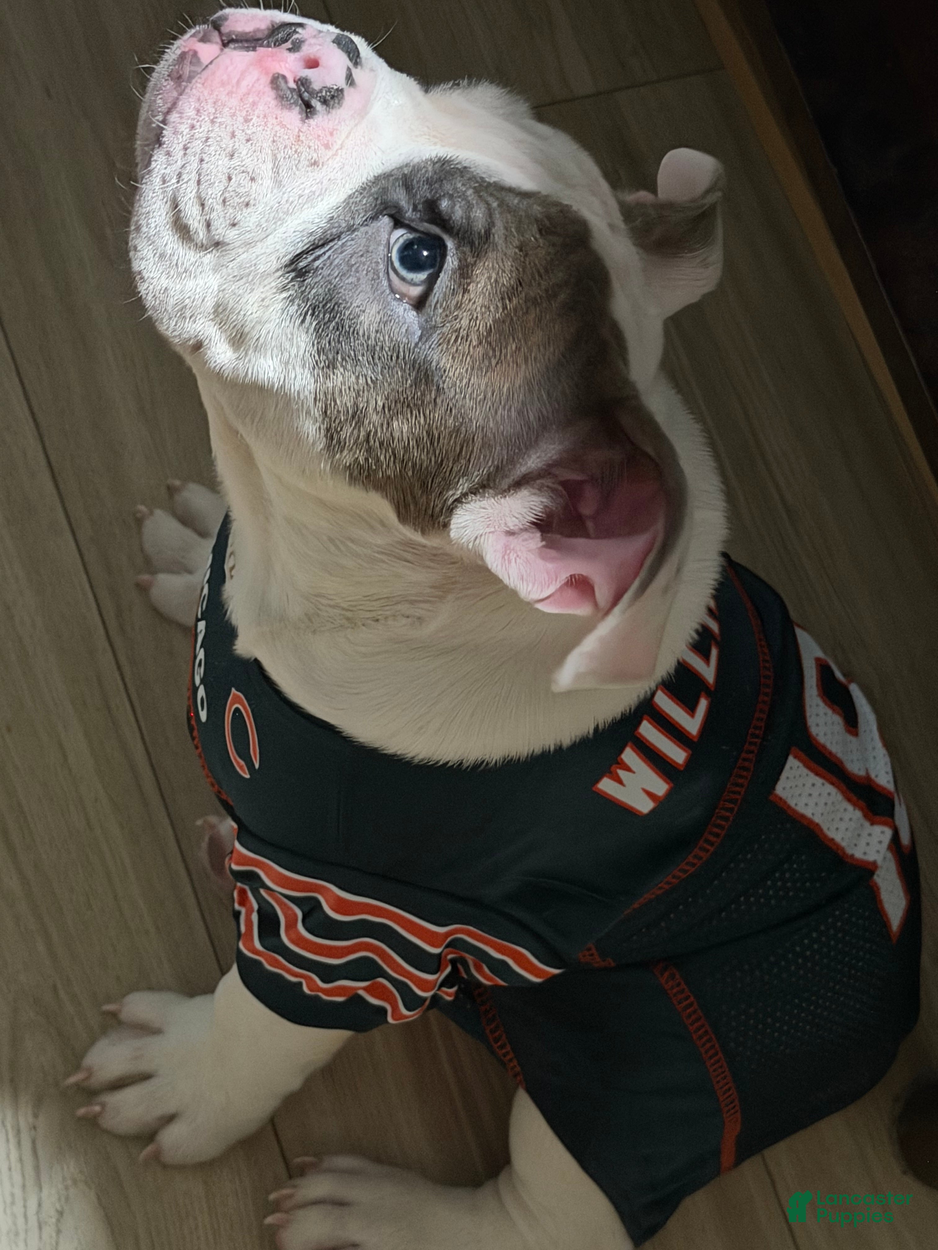 American Bully dogs for sale: American Bully Puppy 1 - Ad 3