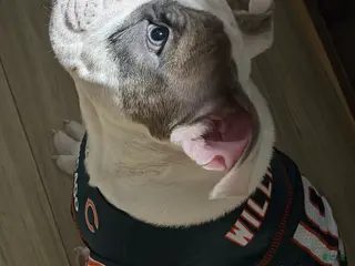 American Bully dogs for sale: American Bully Puppy 1 - Ad 3