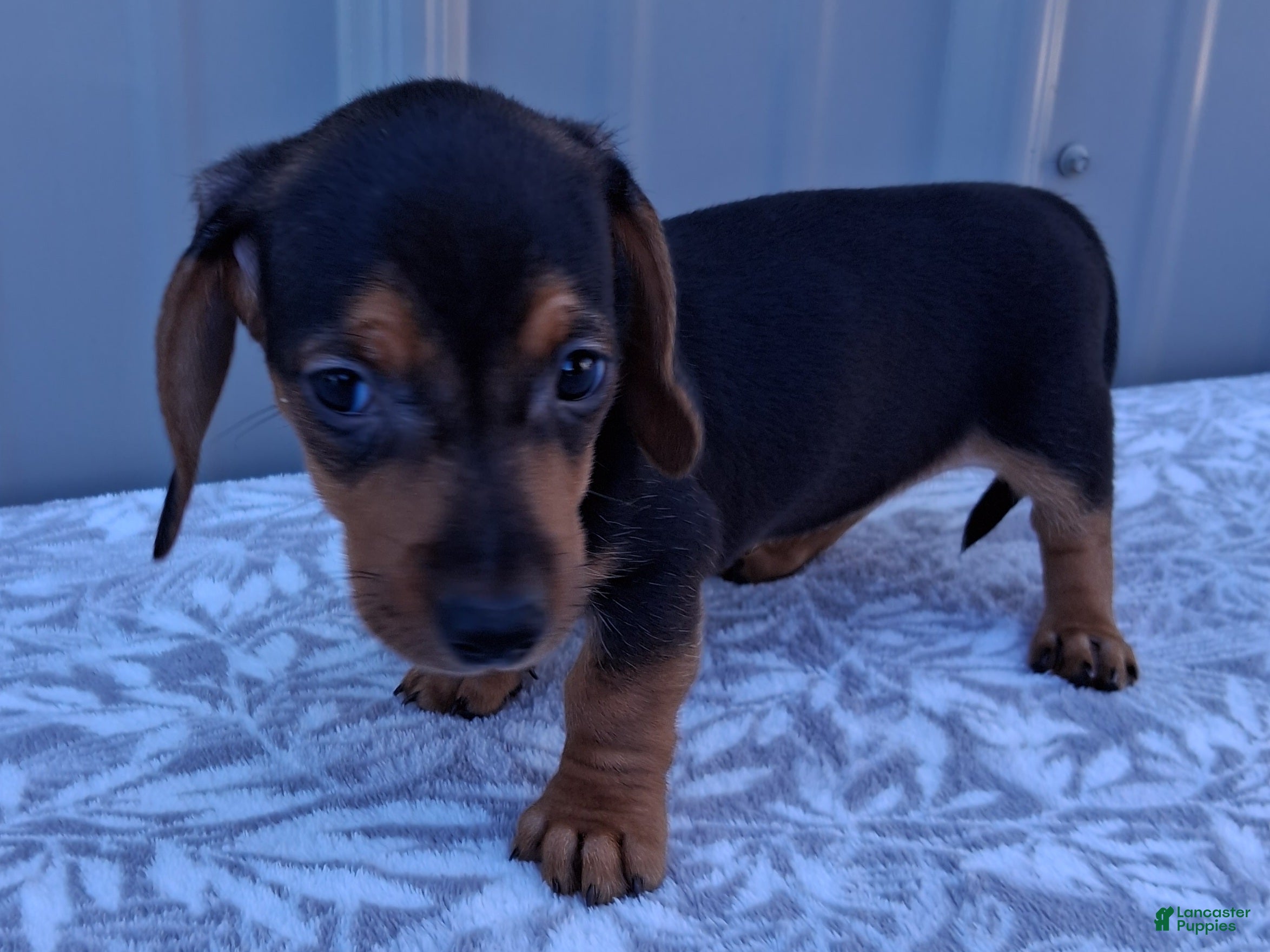 Miniature Dachshund dogs Eliza - Ad 2