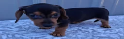 Miniature Dachshund dogs for sale: Eliza - Ad 2