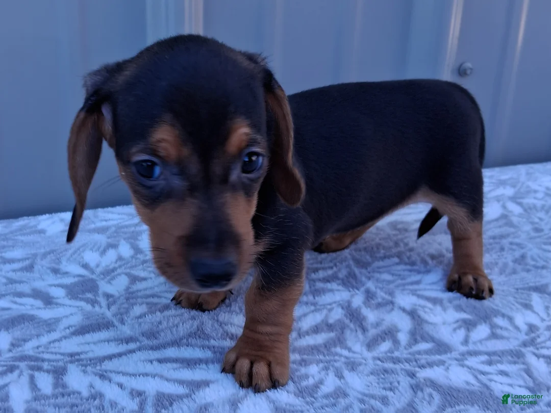 Miniature Dachshund dogs for sale: Eliza - Ad 2