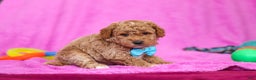 Goldendoodle dogs for sale: Florenzo - Ad 5