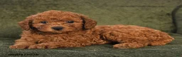 Miniature Poodle dogs for sale: Hector - Ad 4