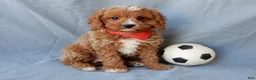 Cavapoo dogs for sale: Thomas - Ad 3