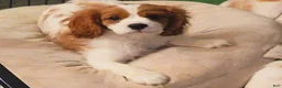 Cavalier King Charles Spaniel dogs for sale: Gaston Jr. - Ad 1