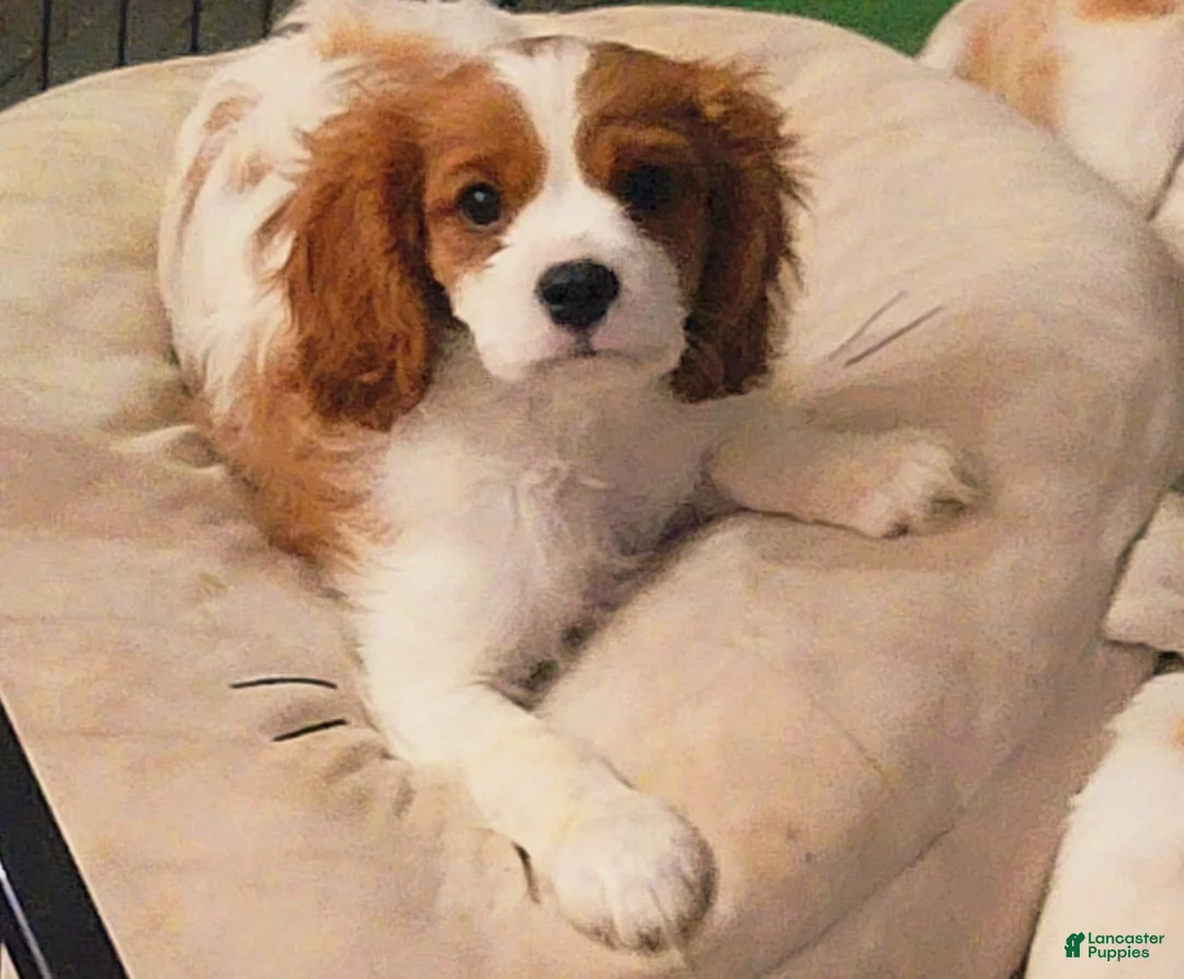 Cavalier King Charles Spaniel dogs for sale: Gaston Jr. - Ad 1