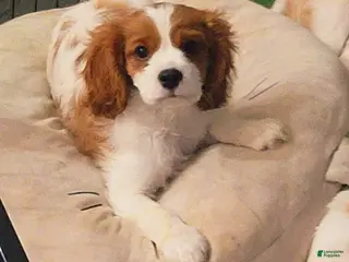 Cavalier King Charles Spaniel dogs for sale: Gaston Jr. - Ad 4