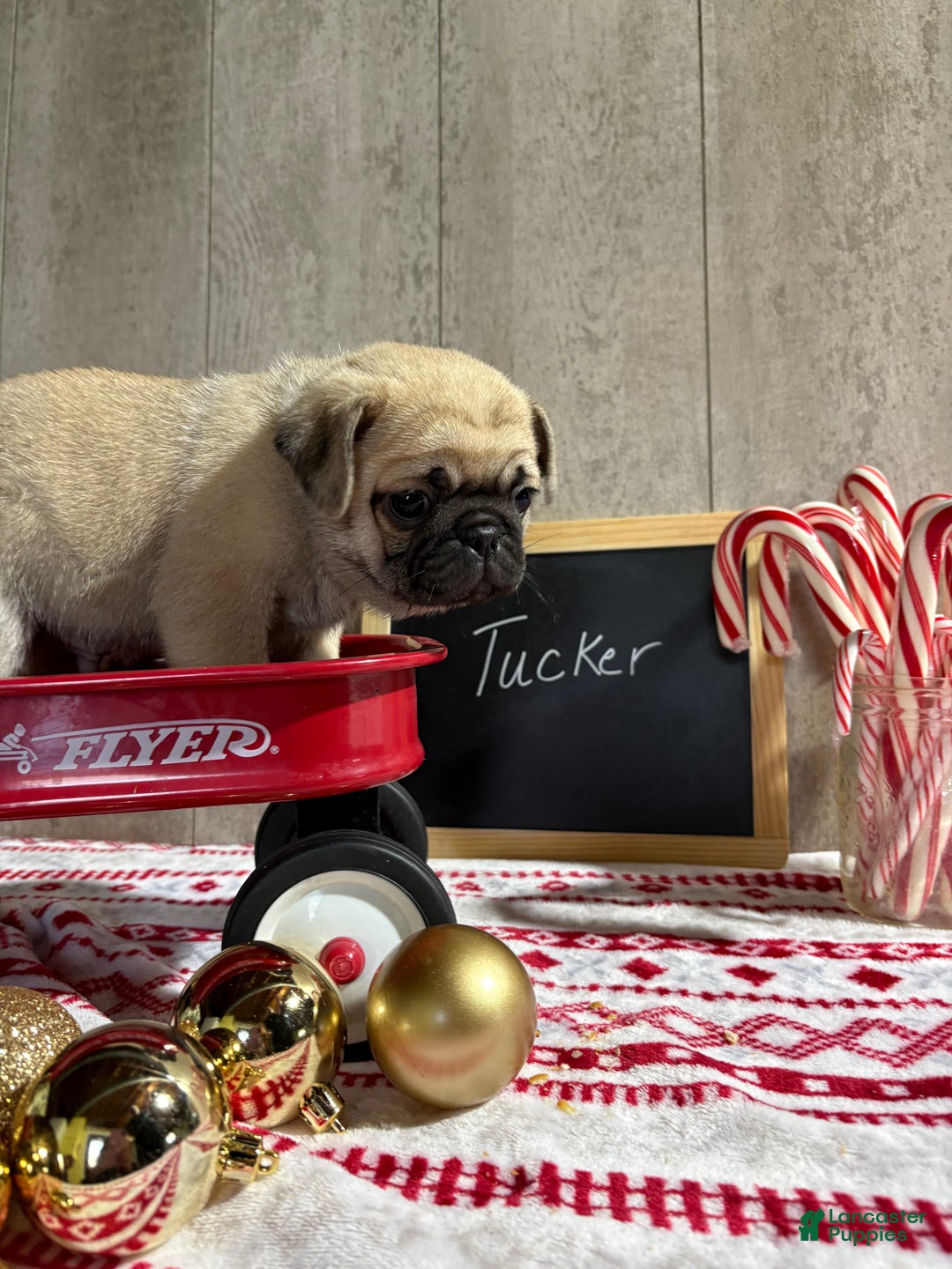 Pug dogs for sale: Tucker - Ad 2