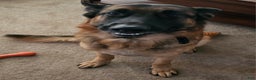 German Shepherd dogs for sale: German Shepherd Puppy 3 - Ad 7