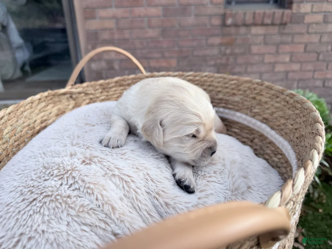 Golden Retriever dogs for sale: Belle of Avalon - Ad 4