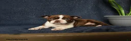 Boston Terrier dogs for sale: Falcon - Ad 3