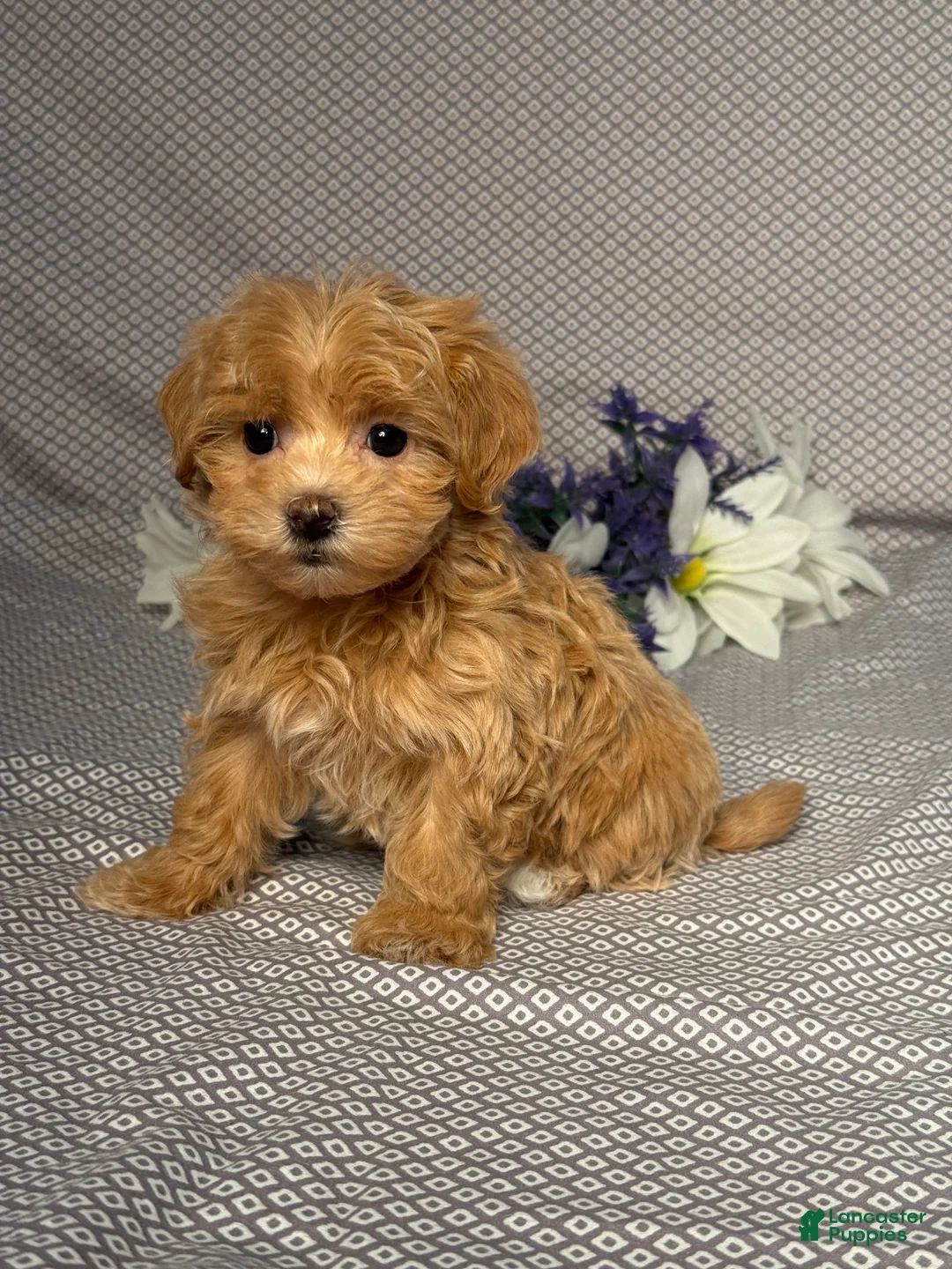 Maltipoo dogs for sale: Maddie - Ad 2