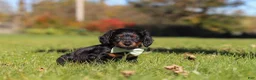 Miniature Dachshund dogs for sale: Cocktail - Ad 1