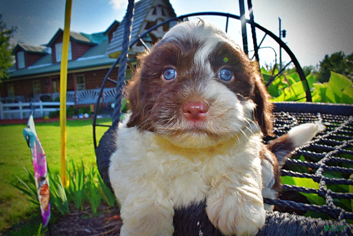 Havapoo dogs Teddy-SUMMER SALE!! $100 off listed price-this week only! - Ad 2