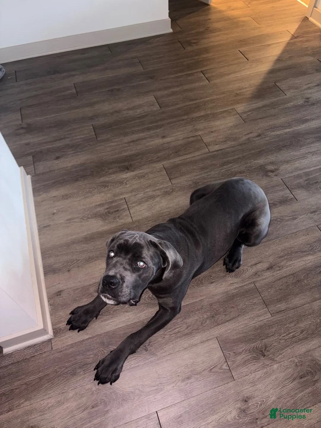 Mixed Breed dogs for sale: Ghost - Ad 2