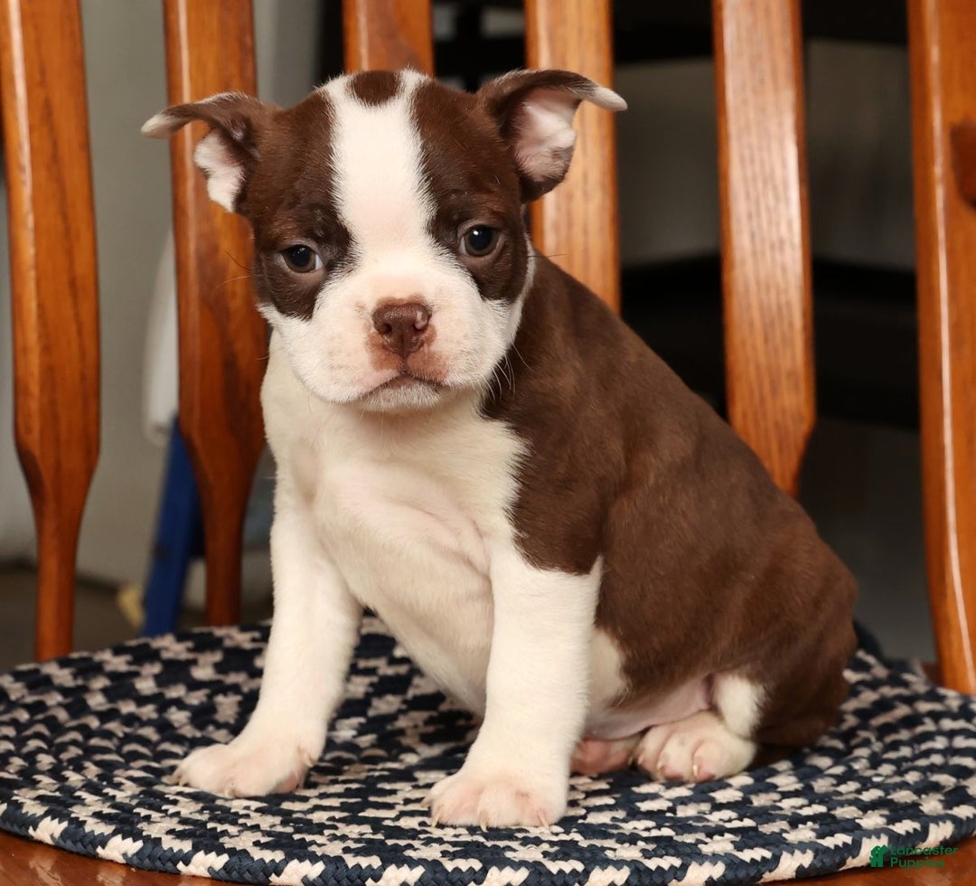 Boston Terrier dogs for sale: Nolan - Ad 9