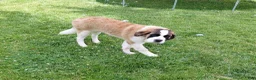 Saint Bernard dogs for sale: Saint Bernard Puppy 1 - Ad 9