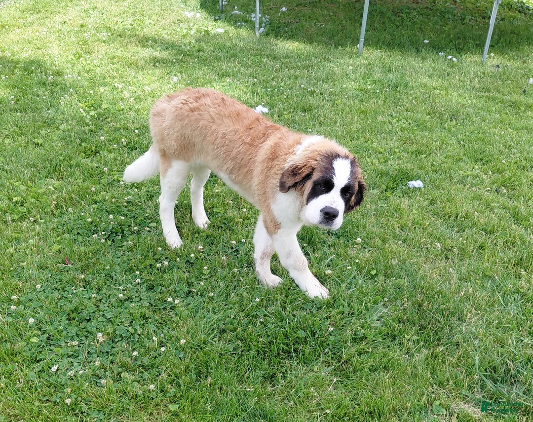 Saint Bernard dogs for sale: Saint Bernard Puppy 1 - Ad 9