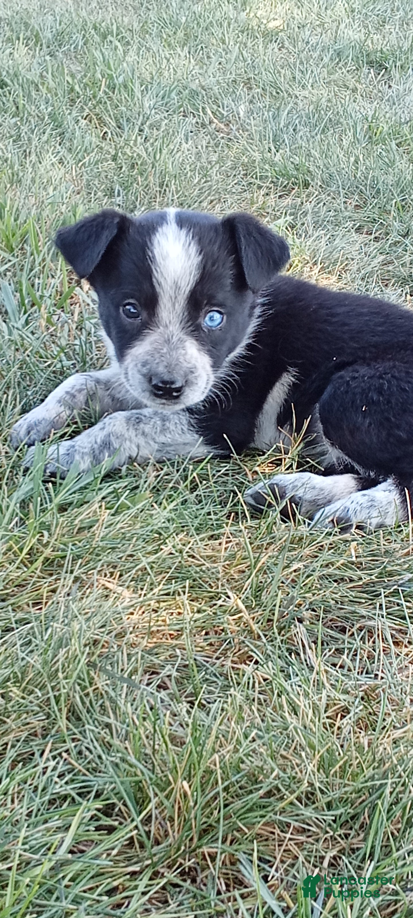Mixed Breed dogs Mixed Breed 1 - Ad 4