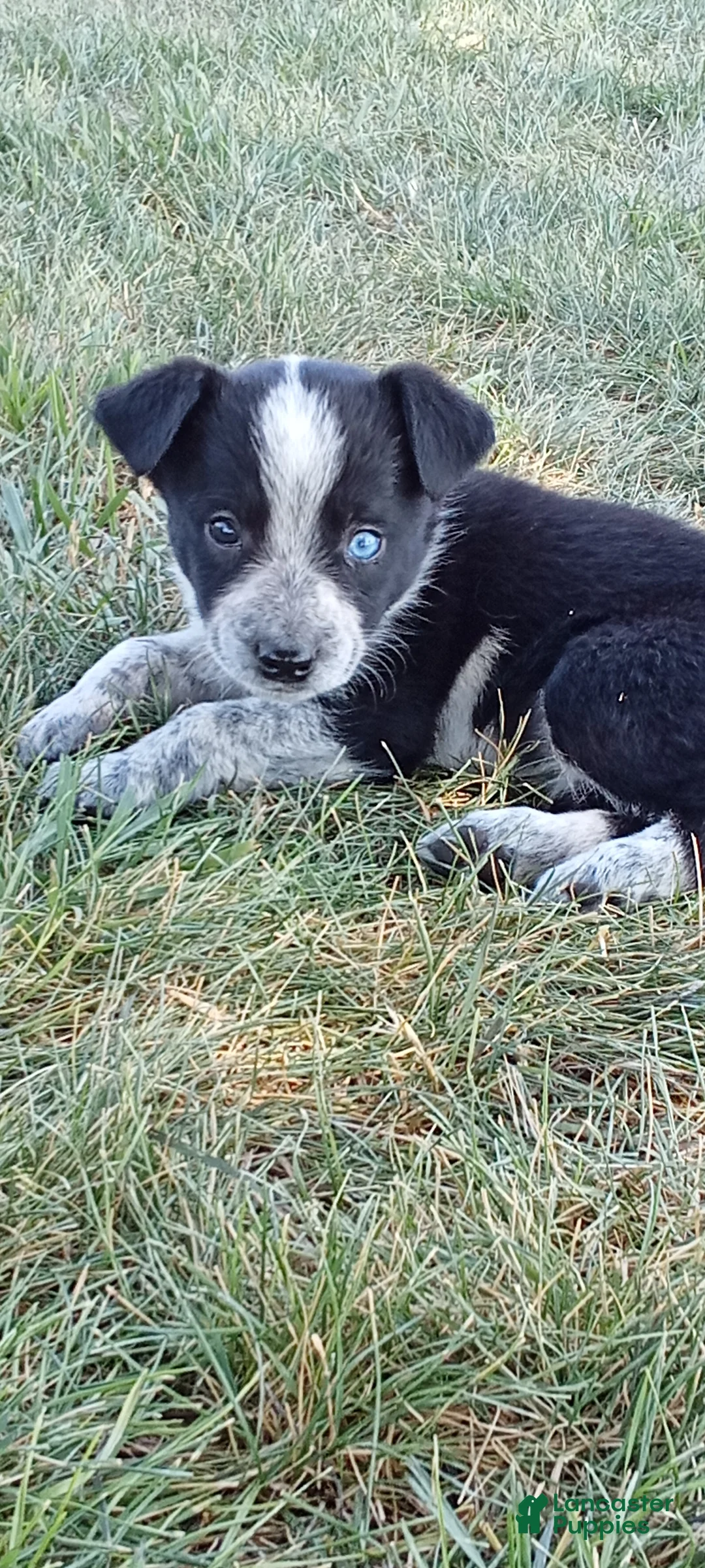 Mixed Breed dogs for sale: Mixed Breed 1 - Ad 1