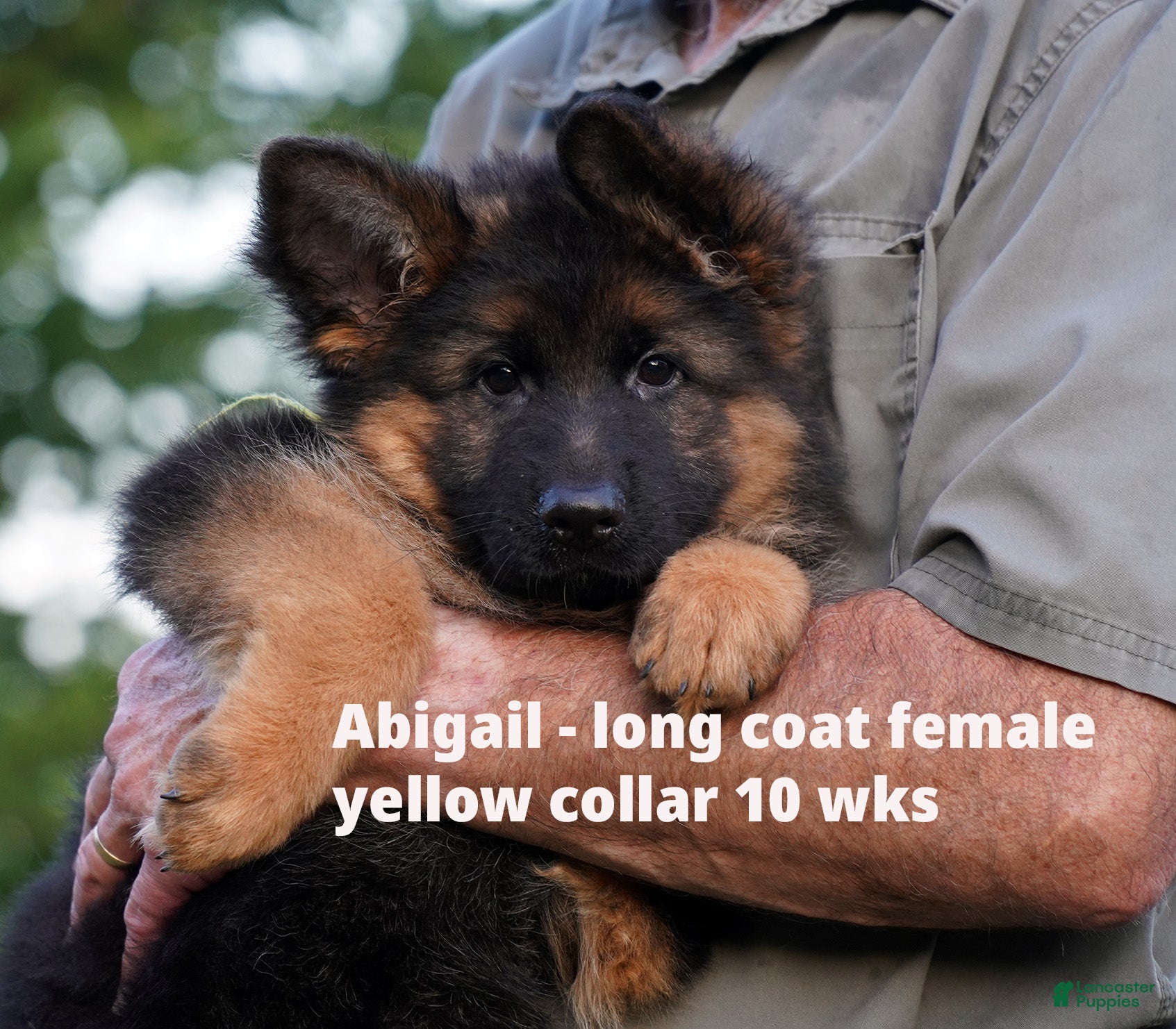German Shepherd dogs German Shepherd 2 - Ad 21