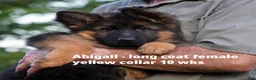 German Shepherd dogs for sale: female - orange collar - Ad 22