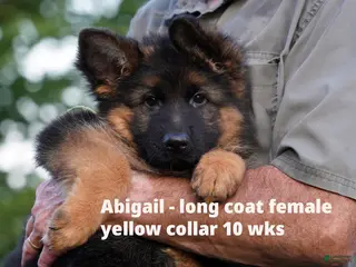 German Shepherd dogs German Shepherd 2 - Ad 21