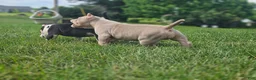 American Bully dogs for sale: ABKC Pocket Bully - Bongo  - Ad 9