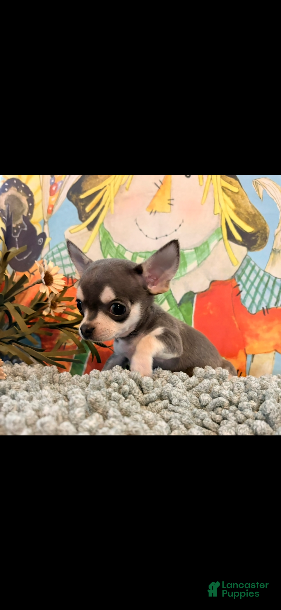 Chihuahua dogs Tiny Tim  - Ad 1
