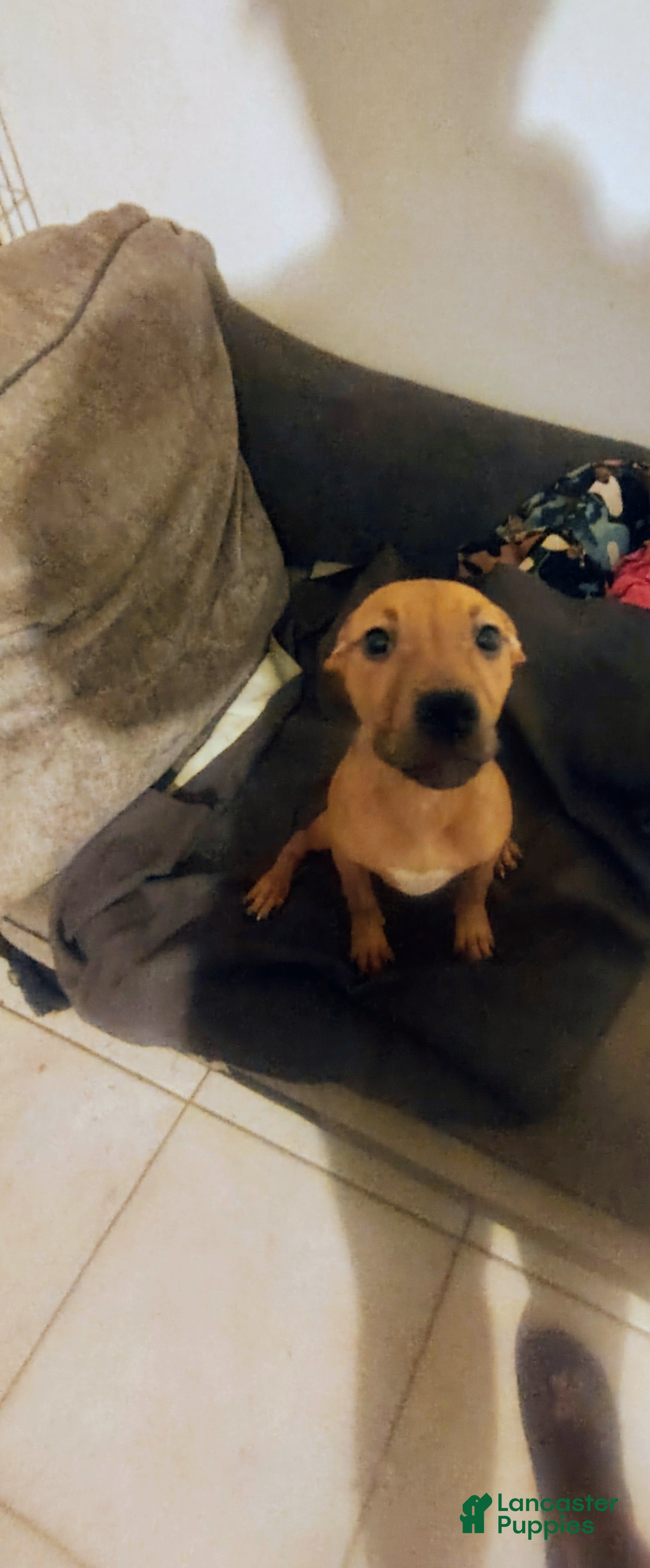 American Staffordshire Terrier dogs American Staffordshire Terrier 2 - Ad 23