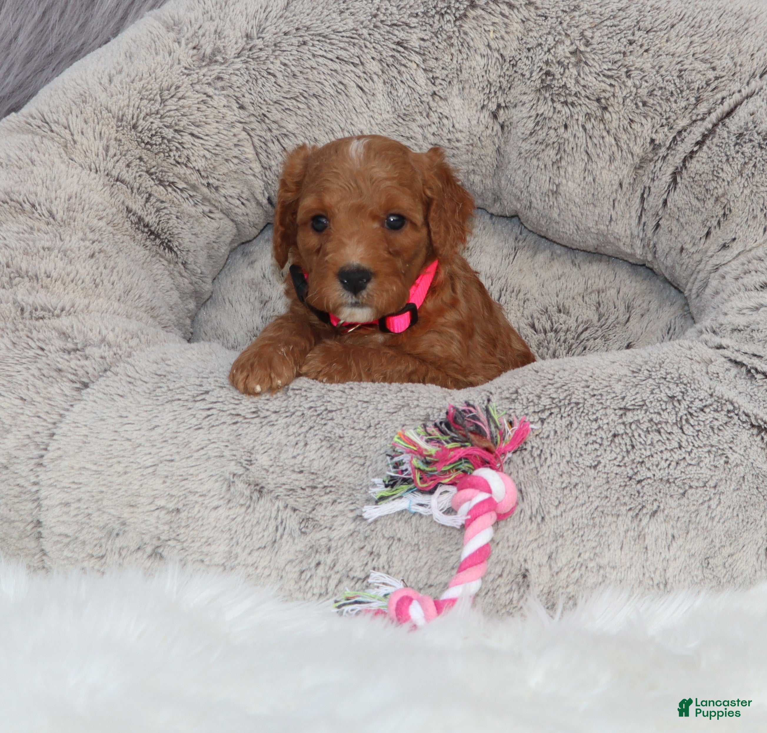 Mini Goldendoodle dogs Mia 💖GenClearParents - Ad 2