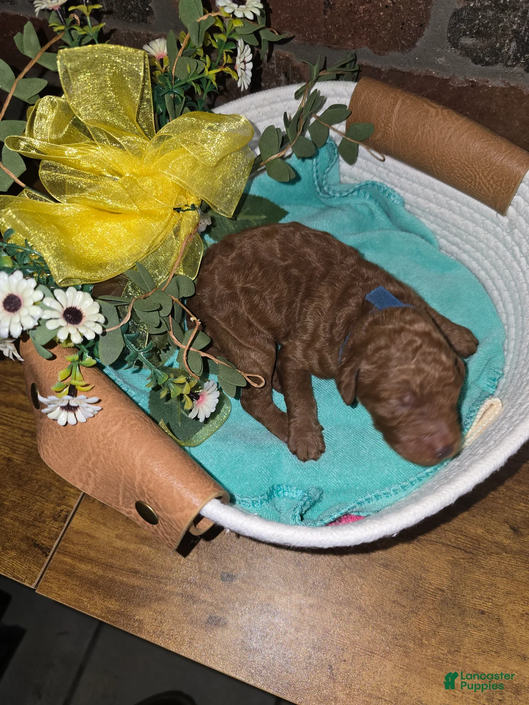Goldendoodle dogs for sale: Goldendoodle Puppy 6 - Ad 1