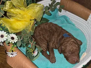 Goldendoodle dogs Goldendoodle Puppy 6 - Ad 37