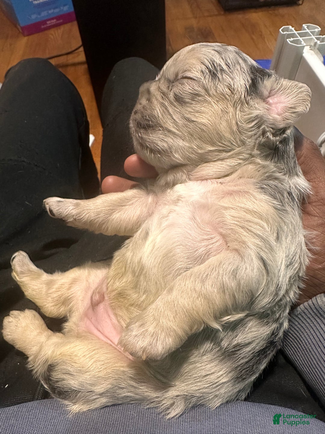 French Bulldog dogs for sale: French Bulldog Puppy 3 - Ad 3