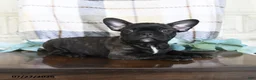 Frenchton dogs for sale: Jackson - Ad 4