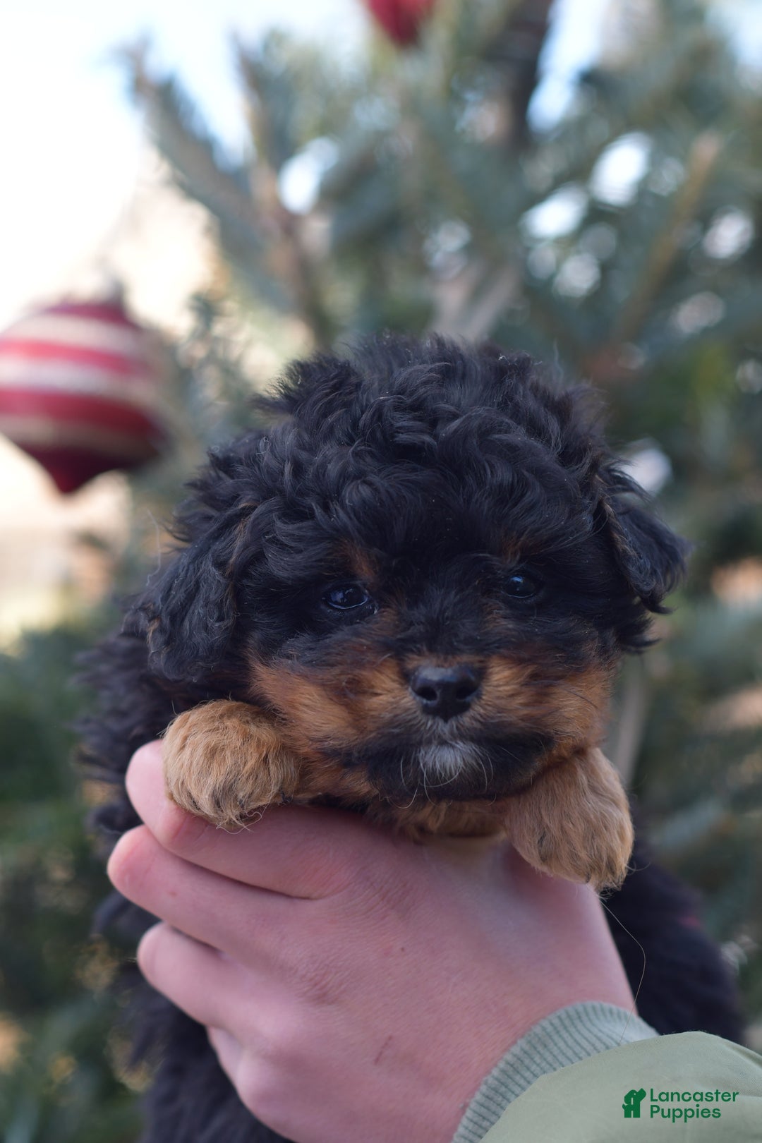 Mini Aussiedoodle dogs for sale: Grizzly - Ad 29