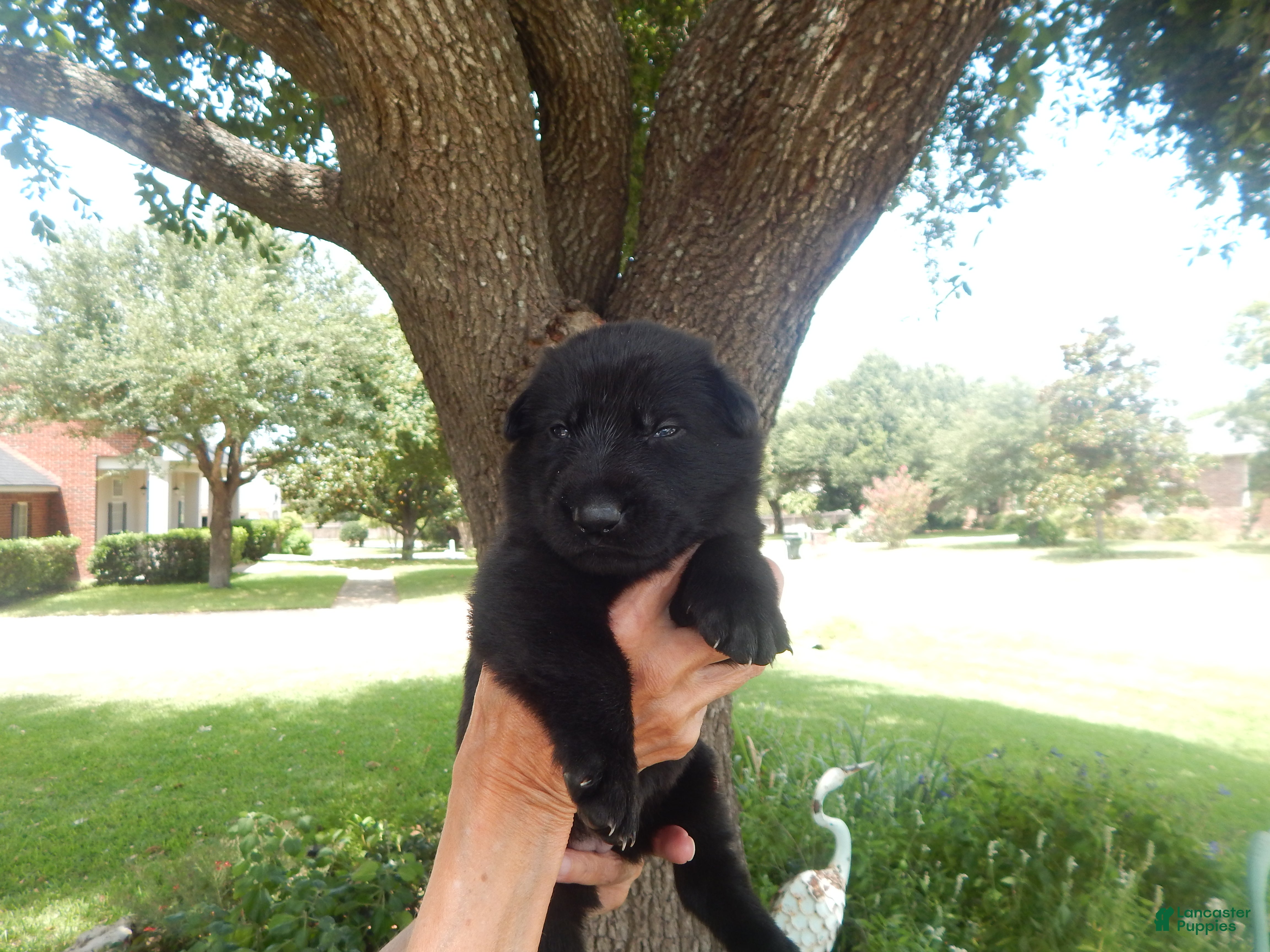 German Shepherd dogs Ms Yellow - Ad 9
