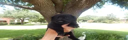 German Shepherd dogs for sale: Ms Yellow - Ad 8