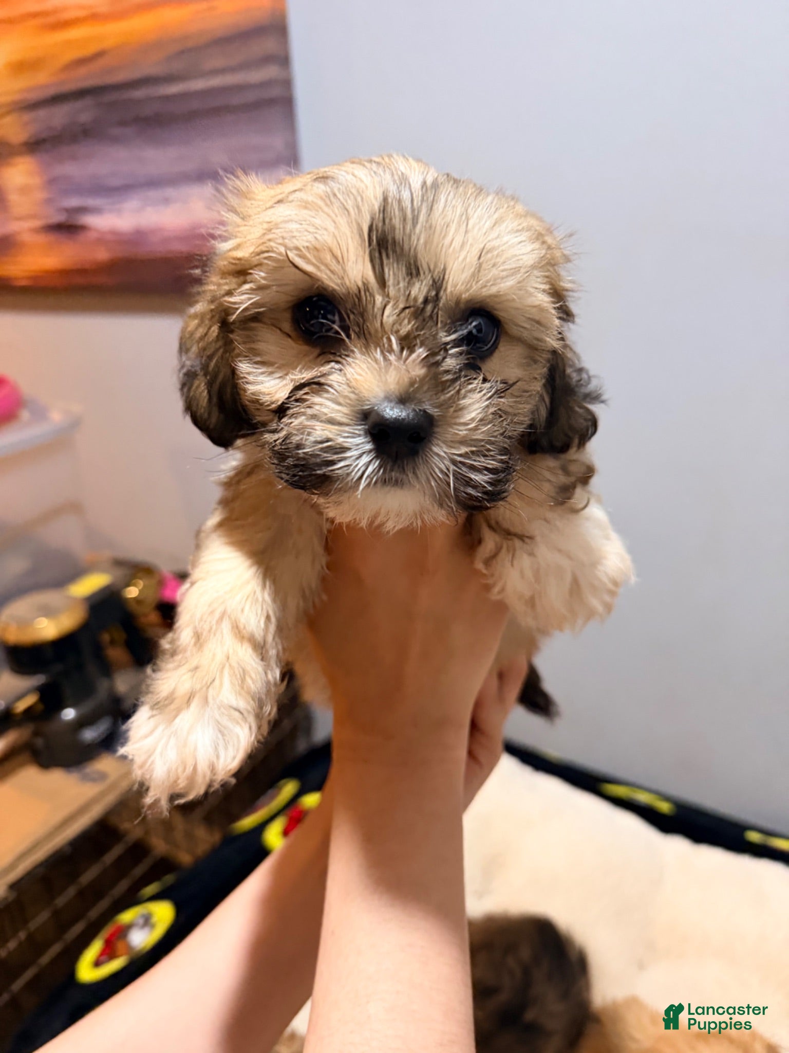 Maltese dogs Little man 1  - Ad 2
