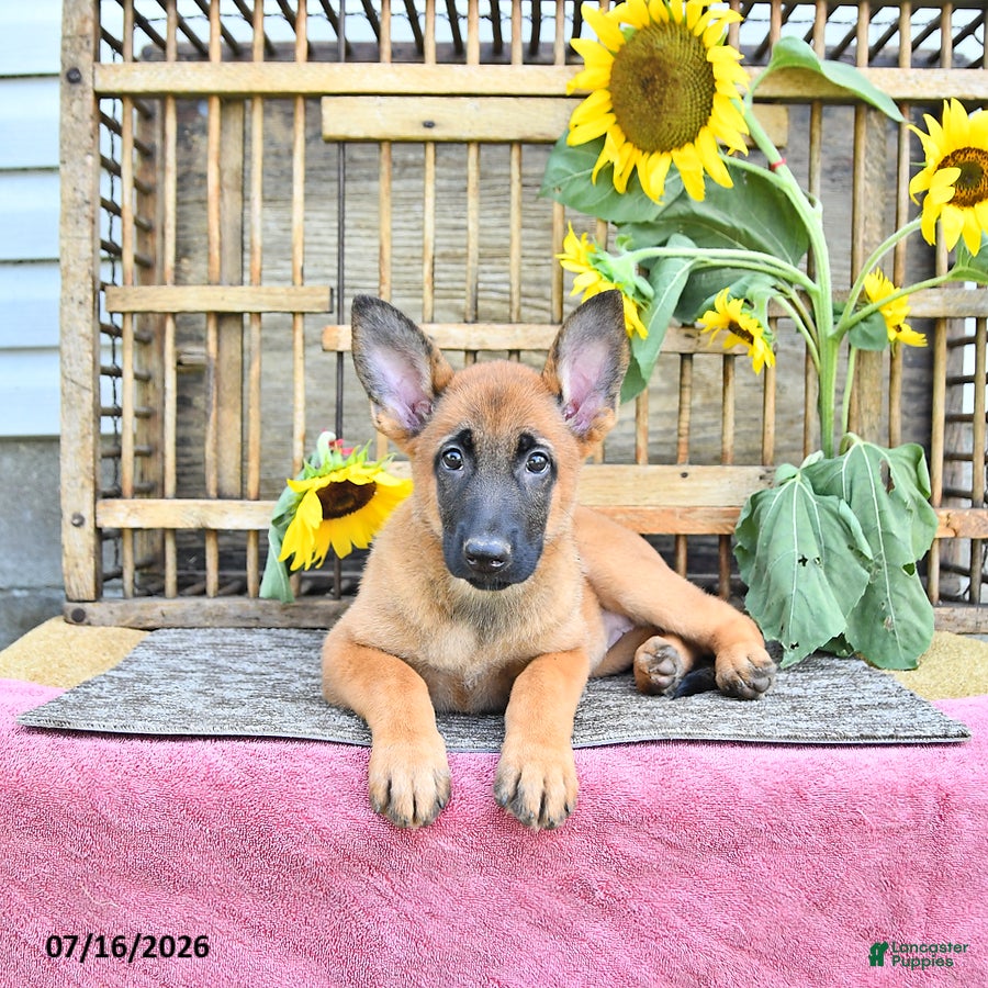Mixed Breed dogs Athena - Ad 2