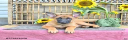 Mixed Breed dogs for sale: Athena - Ad 2
