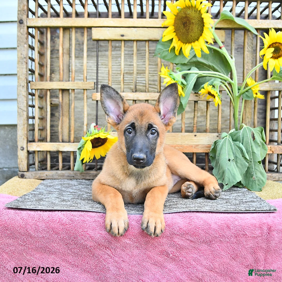 Mixed Breed dogs for sale: Athena - Ad 2