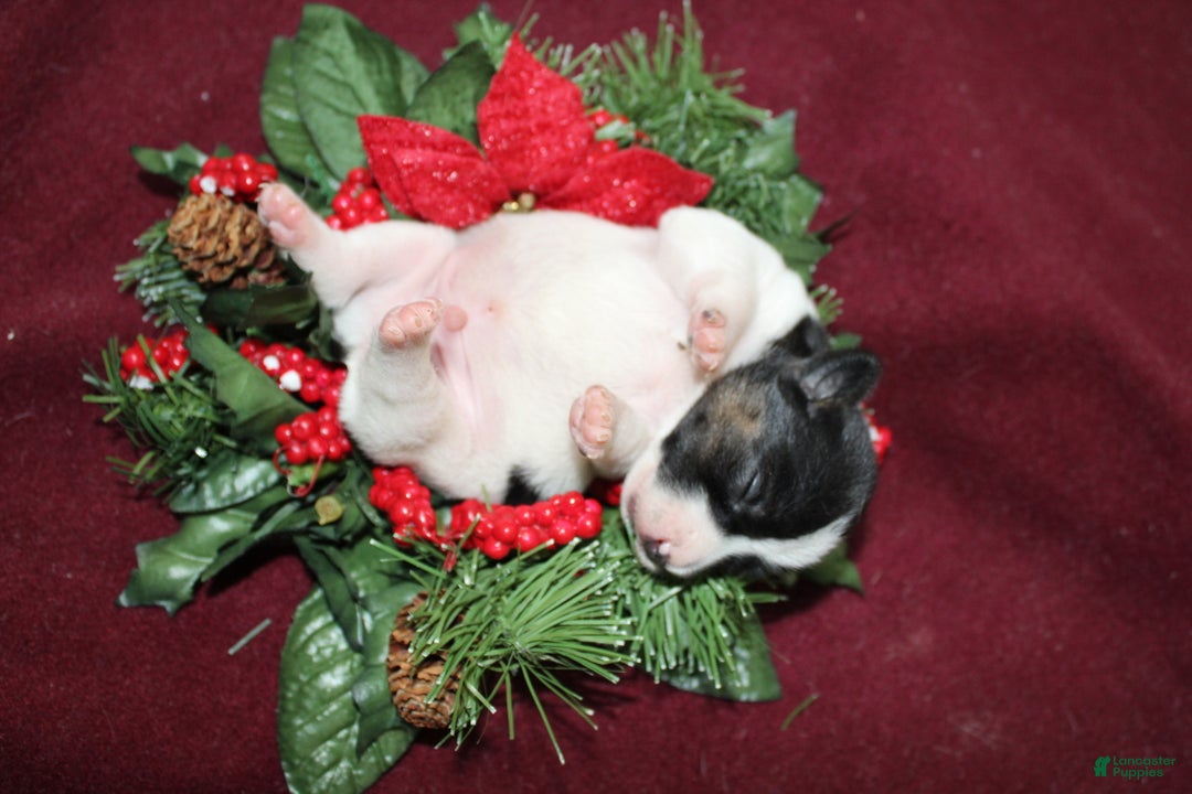 Jack Russell Terrier dogs for sale: Twizzlers - Ad 6