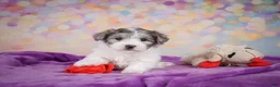Maltipoo dogs for sale: Woody - Ad 10