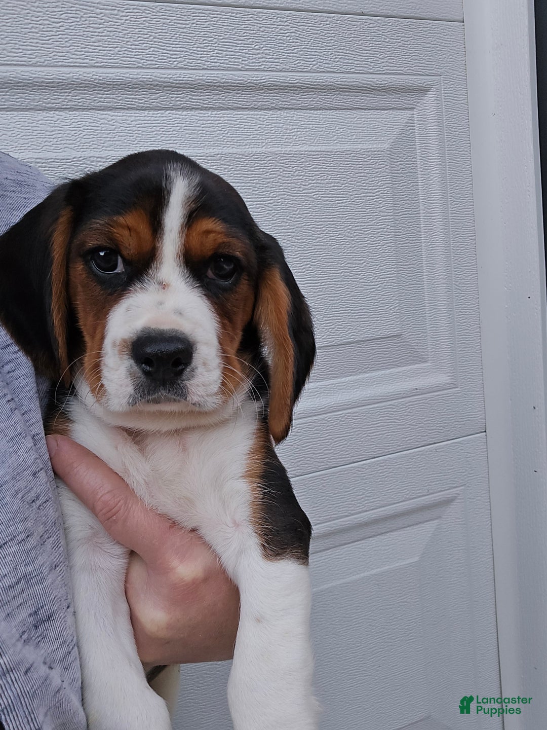 Beagle Puppies for sale in Maryland Lancaster Puppies