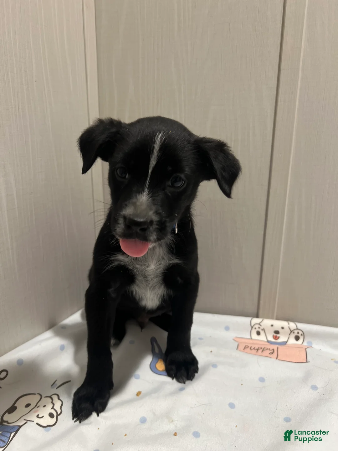 Mixed Breed dogs for sale: Dasher - Ad 4