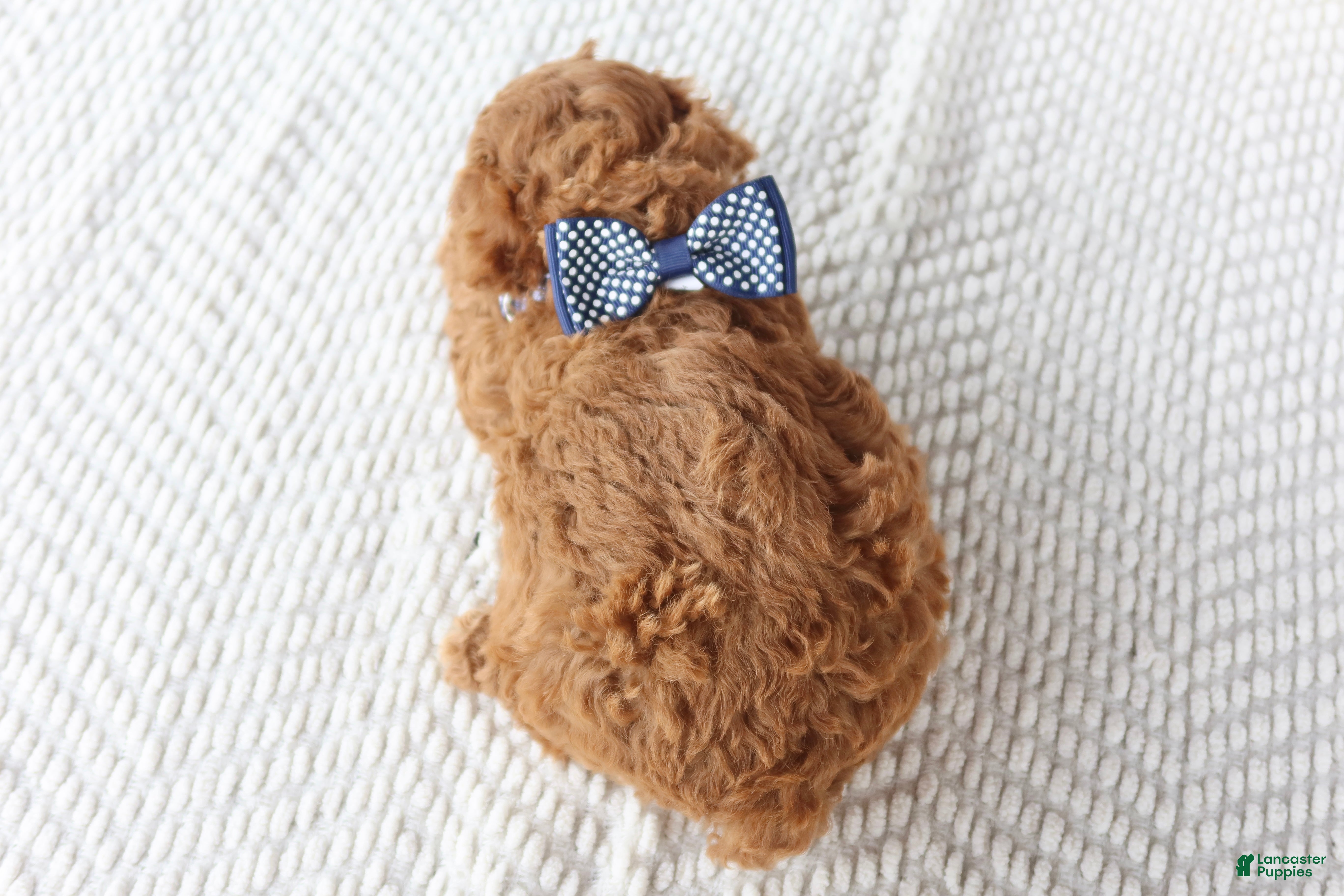 Toy Poodle dogs Firecracker - Ad 2