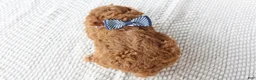 Toy Poodle dogs for sale: Firecracker - Ad 2