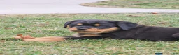 Rottweiler dogs for sale: Forest - Ad 3